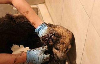 Zifte yapışan yavru köpekler hayata dönüyor