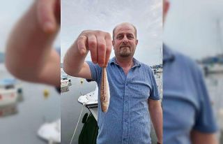 Zonguldaklı balıkçıların ağına zehirli trakonya...