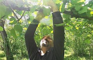 16 noktaya tuzaklar yerleştirildi