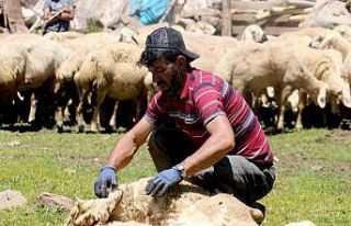 2 bin 220 rakımlı yaylada koyun kırkma mesaisi...