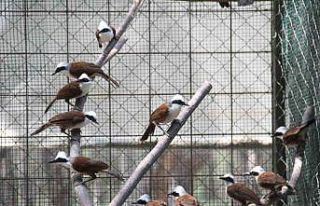 2 milyonluk yediemin kuşları