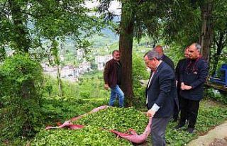 2. sürgün yaş çay alım kampanyası açıldı