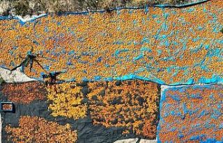 30 bin ton rekolte elde edilen Gürün kayısısı...