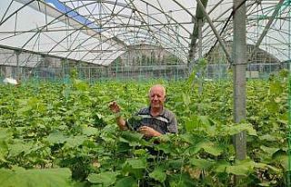 3 bin metrekarelik serada bayramda bile üretime devam...