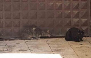 3 gündür mahsur kalan kedi kurtarılmayı bekliyor:...