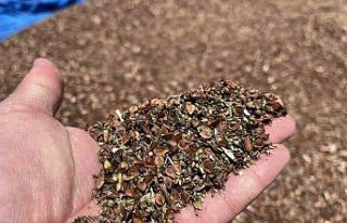 3 yıl önce deneme amacıyla ekilmişti: Çölyak...