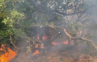 500 dönüm anız ve ağaçlık alan cayır cayır...