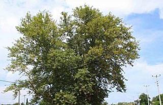 700 yıldır dimdik ayakta