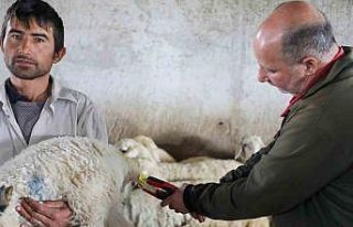 8 bin 885 hayvanın aşı ve küpeleme ücreti Talas...