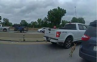 ABD polisi karaca yavrusunu yakalamak için trafiği...