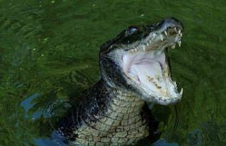 ABD’de timsahın saldırdığı kadın öldü