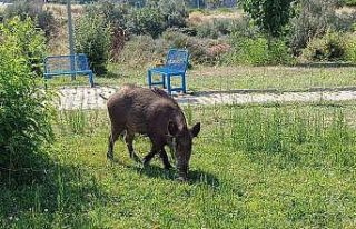 Acıkan domuzlar şehre indi