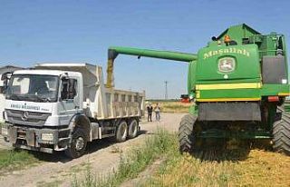 Adabağ’da yılın ilk organik tarım hasadı başladı