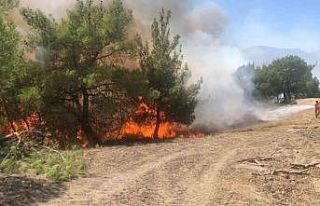 Adana’da orman yangını