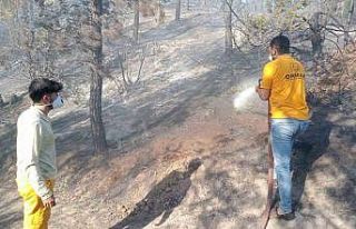 Adana’da orman yangını, büyümeden kontrol altına...