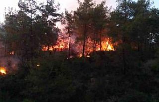 Adana’da ormanlık alanda yangın