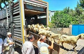 Adıyaman’da 254 baş hayvan dağıtıldı