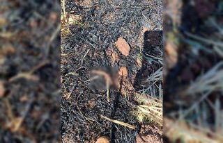 Adıyaman’da anız yangını