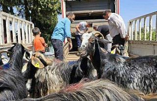 Adıyaman’daki depremzedelere 124 keçi dağıtıldı
