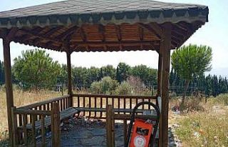 ADÜ’deki kamelyalar mikrop yuvası oldu