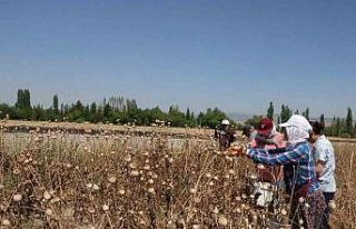 Afyonkarahisar’da haşhaş hasadı devam ediyor