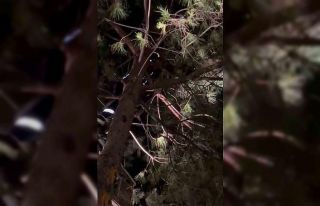 Ağaçta mahsur kalan kediyi itfaiye kurtardı