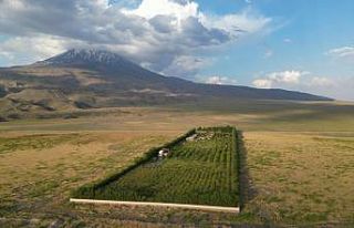 Ağrı Dağı eteklerindeki meyve bahçesi ilgi odağı...