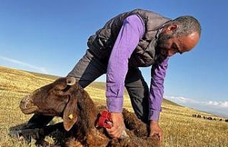Ağrı’da koyun kırkma mesaisi başladı