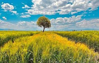Ağrı’da yeşilin tonları göz kamaştırdı