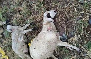 Ağrı’da yıldırım düşmesi sonucu bir çoban...