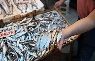 Akdeniz’de sardalya alarmı