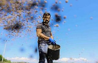 Aksu’daki meralarda iyileştirme çalışması