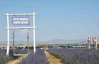 Akyurt’ta lavanta bahçesi açıldı