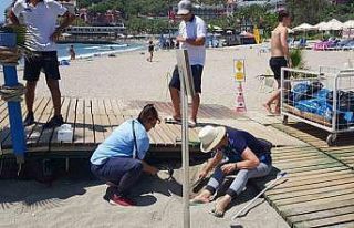 Alanya’da yuvadan çıkamayan caretta carettalar...
