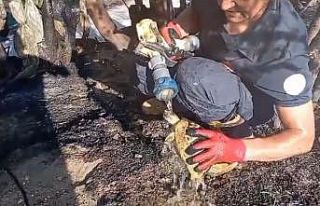 Alevlerin arasından yaşama dönen kaplumbağa, itfaiye...