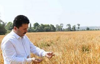 Altıeylül’ün tarlasından ihtiyaç sahiplerinin...