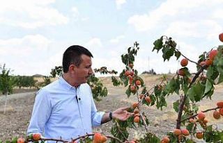 Altındağ’ın meyve ormanlarında hasat vakti