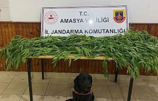 Amasya’da jandarmadan uyuşturucu operasyonu: Yeşilırmak’ın...