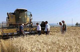 Amasya’da meslek lisesinden 40 ton buğday hasadı