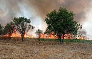 Anız yangını buğday tarlasına sıçradı çiftçinin...