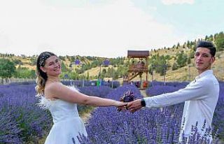 Ankara’nın en büyük lavanta bahçesi Mamak’ta