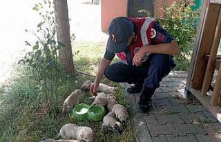 Anne köpek ve yavruları, jandarma tarafından barınağa...