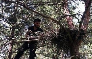 Annesi ölen yavru şahinleri orman işçisi sahiplendi