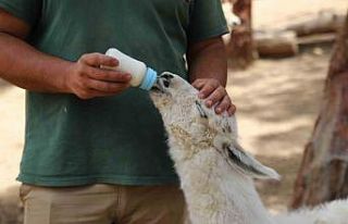 Annesi tarafından terk edilen lamaya bakıcıları...