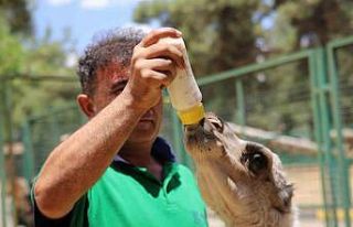Annesi tarafından terk edilen yavru albino deveye...