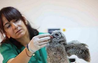 Antalya Doğal Yaşam Parkı’nda 3 özel misafir