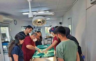 Araç çarpan kedi yapılan operasyonla hayata tutundu