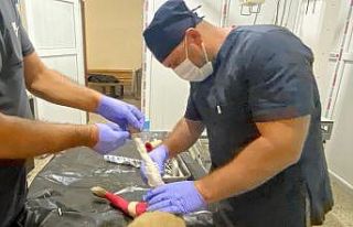 Aracın çarptığı yavru köpek için zamanla yarış