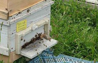 Ardahan’da kaçak arıcılıkla mücadele