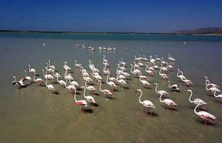 Arin Gölü’nün renkli misafirleri